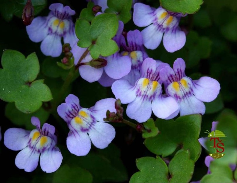 Kőfali pintyő - Cymbalaria muralis, Cymbalaria muralis, etnobotanika